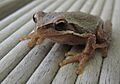 Small Victorian frog