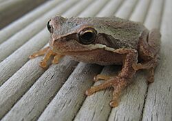 Small Victorian frog.jpg