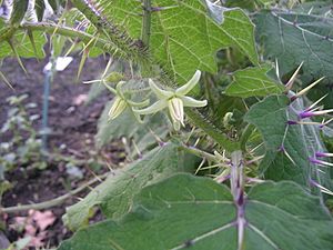 Archivo:Solanum myriacanthum flower