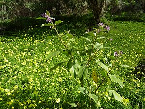 Archivo:Solanum vespertilio (Jardín Botánico Canario Viera y Clavijo)