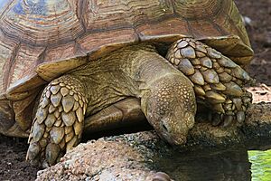 Archivo:Spurred tortoise at Nature Preserve Kauai 3