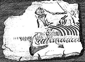 Archivo:Stukely plesiosaur