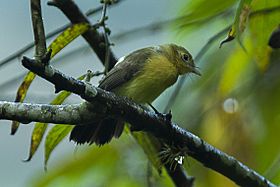Sulphur-rumped Flycatcher - South Ecuador S4E9093 (16847458046).jpg