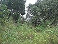 Suytunchén (Tecoh), Yucatán (02)