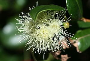 Archivo:Syzygium australe 1