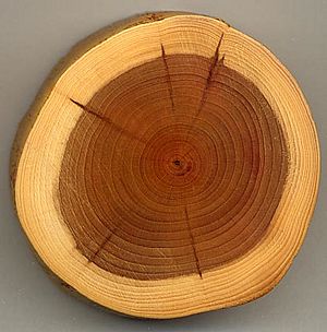 Archivo:Taxus wood