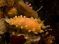 Tritonia sp.2 001