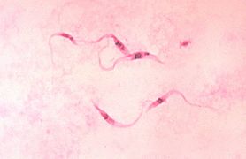 Trypanosoma cruzi crithidia