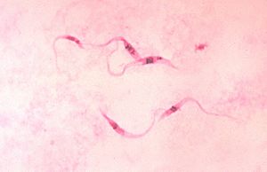 Archivo:Trypanosoma cruzi crithidia