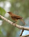 Turdus grayi -Garita, Alajuela, Costa Rica-8