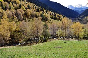 Archivo:Vall de Sorteny (Ordino) - 29