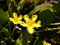 Villarsia capensis Cape Bogbean