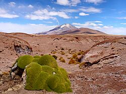 Volcan Ollague y un Coral verde - panoramio.jpg