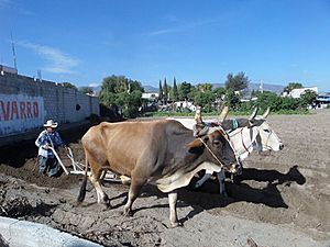 Archivo:Yunta en los campos de Palmarito