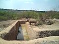 Zoofari rino - panoramio