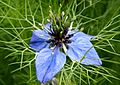2007-10-25Nigella damascena 09