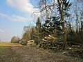20130327Baumfaellarbeiten St Leon Rot2