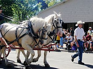 Archivo:ACD Horses in Parade