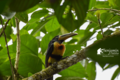 ARACARI