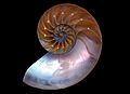 A Nautilus macromphalus shell inside