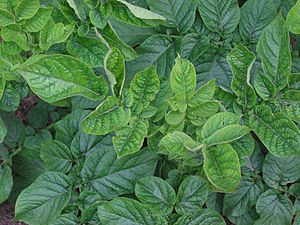 Archivo:Aardappel virusaantasting (Solanum tuberosum virus)