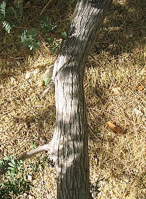 Archivo:Acacia-greggii-bark