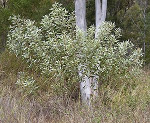 Archivo:Acacia holosericiea shrub