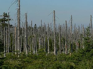 Archivo:Acid rain woods1