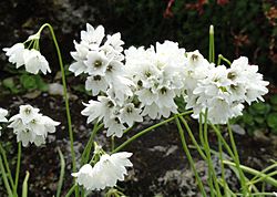 Allium zebdanense - Botanischer Garten München-Nymphenburg - DSC07658.JPG