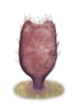 Allonnia pennetta.png