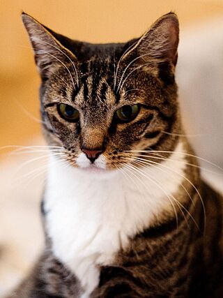 American Shorthair.jpg