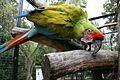 Ara ambigua - Ara zeleny Zoo Hodonin