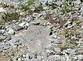 Ardilla Negra en el Cerro de la Silla