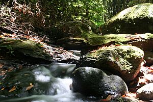 Archivo:Arroyo en el bosque del Cedro