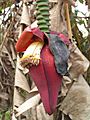 Banana Tree Flower