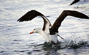 Archivo:Black-browed Albatross, Beagle Channel