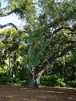 Archivo:Bodhi tree foster botanical gardens hawaii