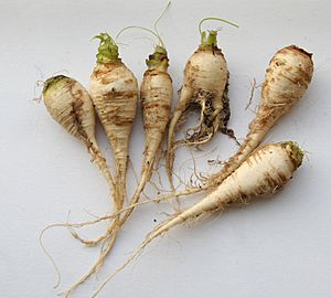 Archivo:Brassica rapa ssp rapa var pygmaea
