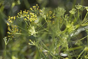 Archivo:Bupleurum salicifolium (4)