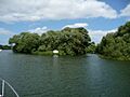 Bush Eyot upstream side (Nancy)