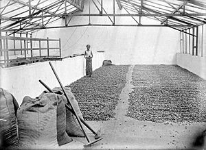 Archivo:COLLECTIE TROPENMUSEUM Cacao in het drooghuis op de onderneming Silowok Sawangan TMnr 10024170