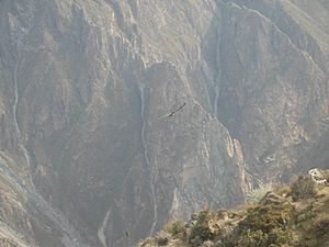 Archivo:Cañón del Colca1 Arequipa lou