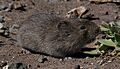 California Vole (Microtus californicus) (cropped)