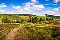 Cannock Chase (Cropped)