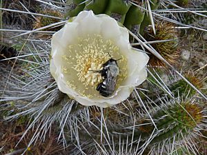 Archivo:Caupolicana sp. por Pato Novoa 001