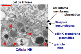 Archivo:Cel NK Citolisis Sinapsis inmunitaria