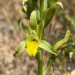 Chloraea cristata.jpg