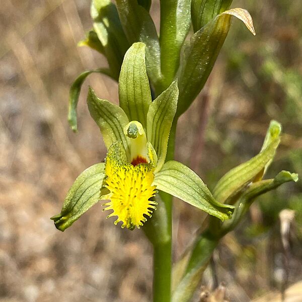 Chloraea cristata