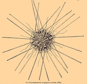 Archivo:Chrysosphaerella longispina