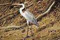 Cocoi Heron Ardea cocoi Pantanal 2009